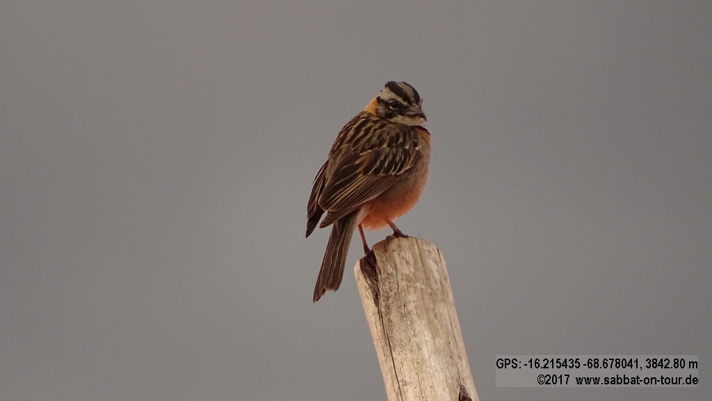  - zur DiaShow anklicken